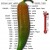 Scoville Pepper Heat (capsicum) Scale
