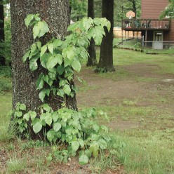 Tricks for curing Poison Ivy