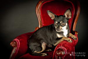 Minnie Tonka is with Because of You Chihuahua Rescue in Oklahoma. She was a breeder surrender.