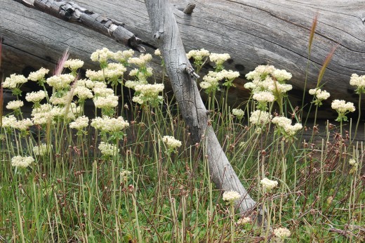 wildflowers along trail to Fire Meadow, Yellowstone National Park