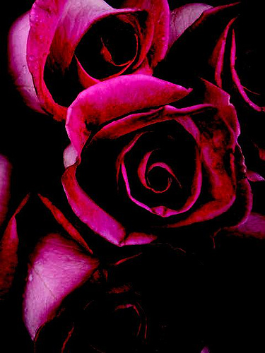 Source: "Rose crop red noir" by Clyde Robinson on Flickr; some rights reserved