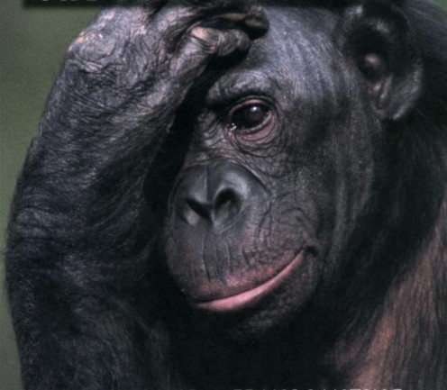 Front Cover - 'Bonobo: The Forgotten Ape' by B. M. de Waal Frans + Frans Lanting (Amazon)
