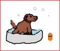 How to give your dog a bath