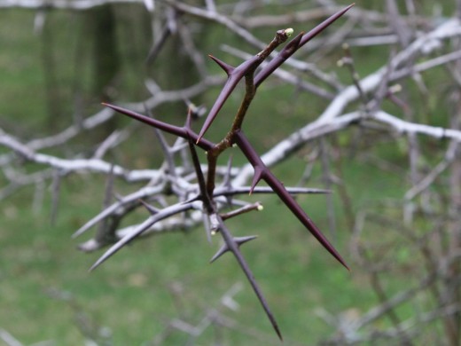  Young thorns on a honey locust tree; we often seek redemption when we are in pain. Poetry allows us to touch and express that pain.