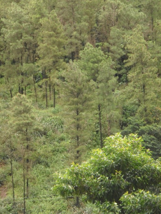 Not native to Saint Lucia, these Caribbean pines were planted to stabilize the slopes of the caldera.