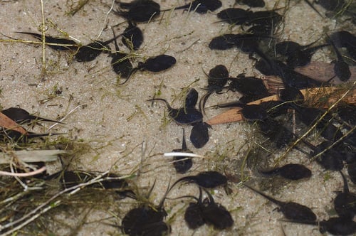 Cane toad tadpoles are highly toxic