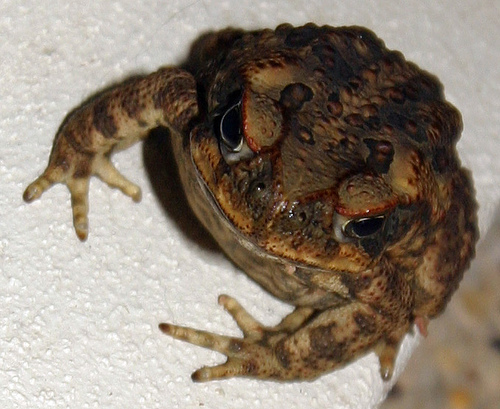 The cane toad, Bufo marinus, this individual looks particularly sour