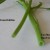 How to Select Ong Choy - Water Spinach How to Select Ong Choy - Water Spinach