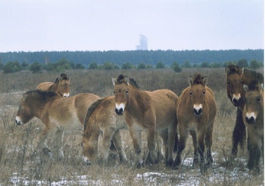 The Chernobyl area is now home to a herd of endangered Przewalski's horses, 280 different birds and 50 endangered species!