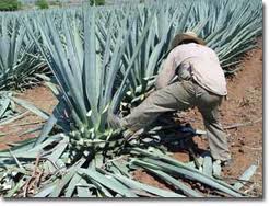 pic of harvesting of agave plant