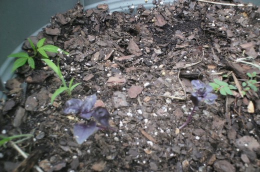Purple Basil!