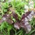Bull's Blood Beets Bull's Blood Beets