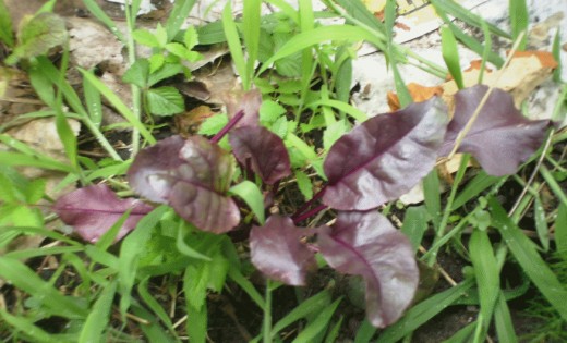 Bull's Blood Beets