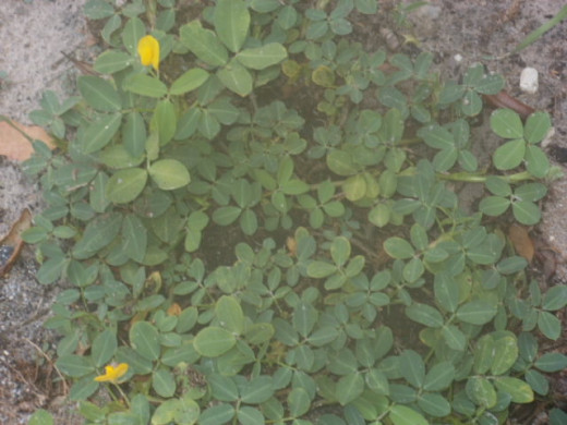 Perennial Peanut.  See the block in my soil?  Aarrrgh!