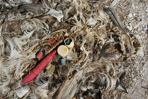 Laysan Albatross chick that was accidentally fed plastics that float in our oceans