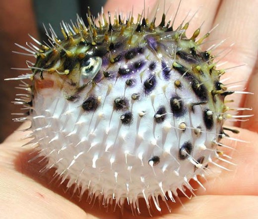 Puffer fish are the source for tetrodotoxin which turns out to be the alkaloid responsible for shutting down the central nervous system. The poison is used in darts, hunting and for making zombies.