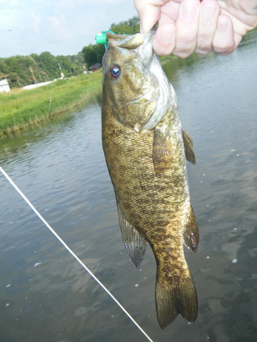 A smallmouth bass caught where the West Prong and East Branch of the Little Pigeon River meet in Sevierville, Tennessee