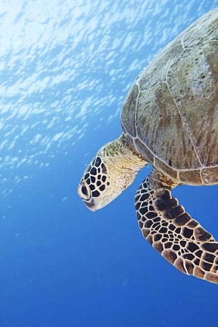 Turtle in Tubbataha Reef, Philippines