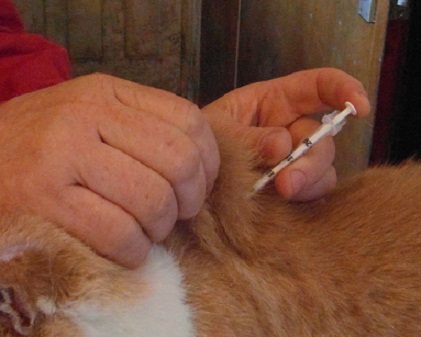 gently pinch some skin on the cat's back and push the needle in at a 45 degree angle