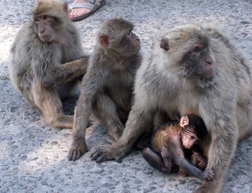 A shot of the Barbary Monkeys by someone who is unfortunately not me. Damn cameras.