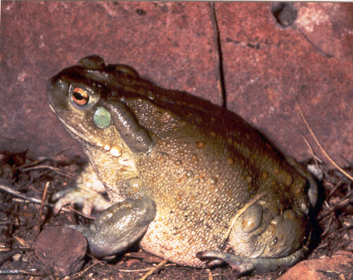The psychoactive Colorado River toad