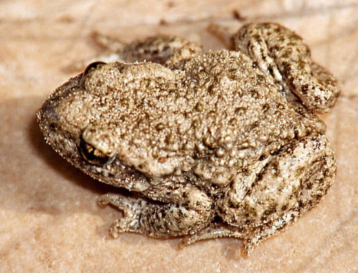 Midwife toad, Alytes obstetricans