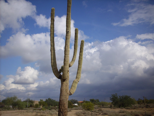 Arizona with threatened afternoon monsoon. Very hot, plenty humid. This a majestic saguaro cactus, likely two centuries old.