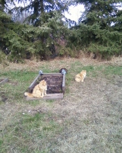 Cats helping with the garden beds...or were they?