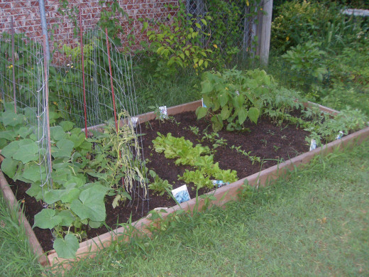 My first garden had better soil, was more defined (much neater!), and actually grew a few things.