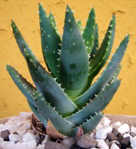 Aloe Vera. Some are turning to herbal and other alternative medicine sources. Will it be enough?