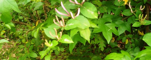 Honeysuckle vine. These are such fun for the kids because they can pinch them to their tongue for a delightful flavor!
