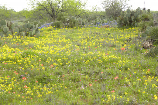 Texas Wildflower Nature Trails  - Lady Bird Johnson Wildflower Center  - Austin TX