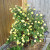 Yellow Shrub Rose Yellow Shrub Rose