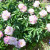 Peony Peony
