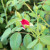 My Hero - Red Rose My Hero - Red Rose