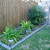 Shrub Rose and Daylilies Shrub Rose and Daylilies