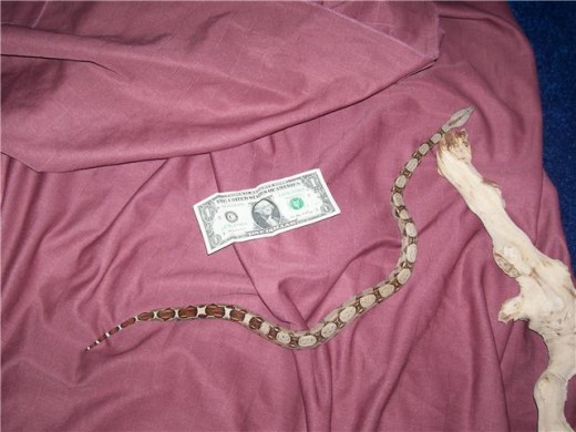 Brownie, the red tail boa constrictor