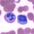 Neutrophil (left), Monocyte (right) stained with Giemsa. White blood cells are the foot soldiers of our circulatory system.
