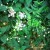 Poisonous Flowering Fool's Parsley Poisonous Flowering Fool's Parsley