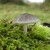 Toadstools are also poisonous Toadstools are also poisonous