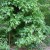 Poison Ivy can make a person's skin break out and should never be ingested Poison Ivy can make a person's skin break out and should never be ingested