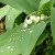 Lily of the Valley can be toxic Lily of the Valley can be toxic