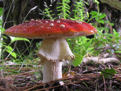 List of Poisonous Mushrooms With Pictures
