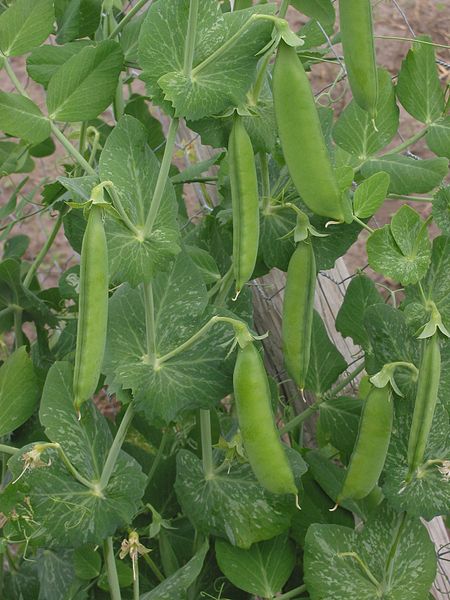 The sweet pea plant, Pisum Sativum, 