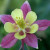 columbine flower columbine flower