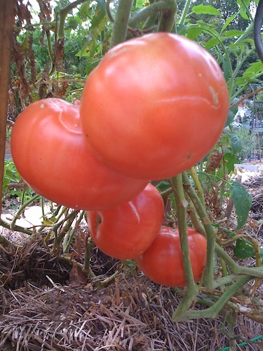 Heavy tomatoes, weighing almost a pound each, require sturdy stakes or plant supports.