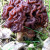 False Morel False Morel