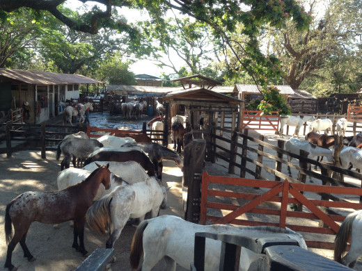 Working Ranch at Hacienda Gauchipelin
