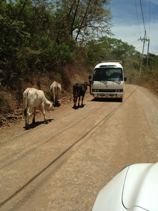 Cows in the road