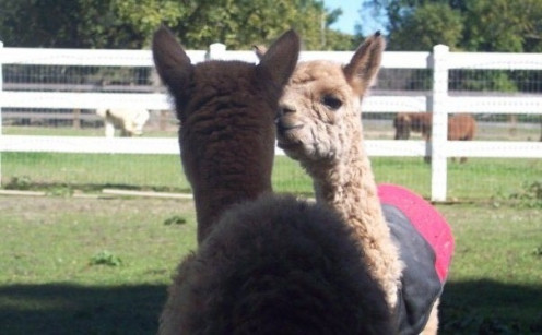 Jeffery in the red coat out playing in the paddock with his girlfriend. 